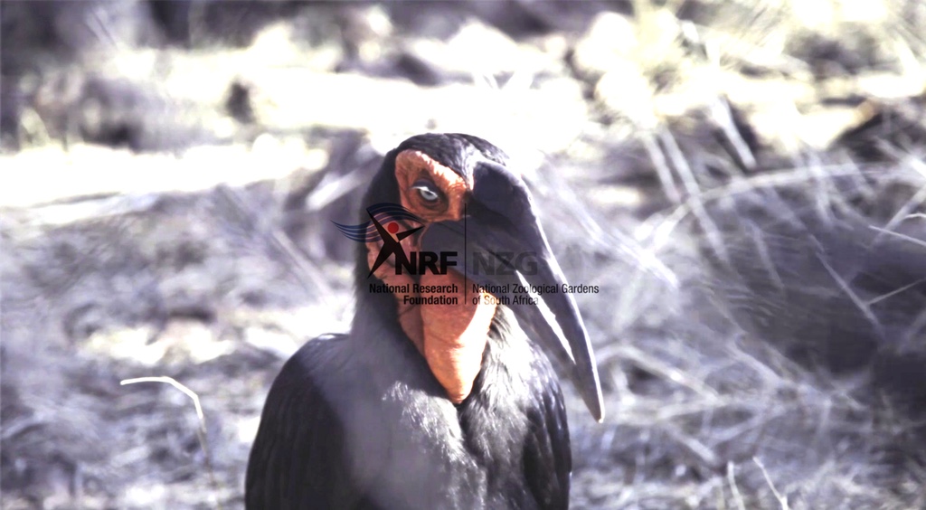 NZG ad